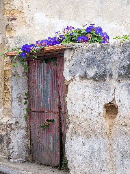 Eggers, Julie 아티스트의 Portugal-Aveiro-Old red metal door with bright blue and pink morning glory flower vine covering abo작품입니다.